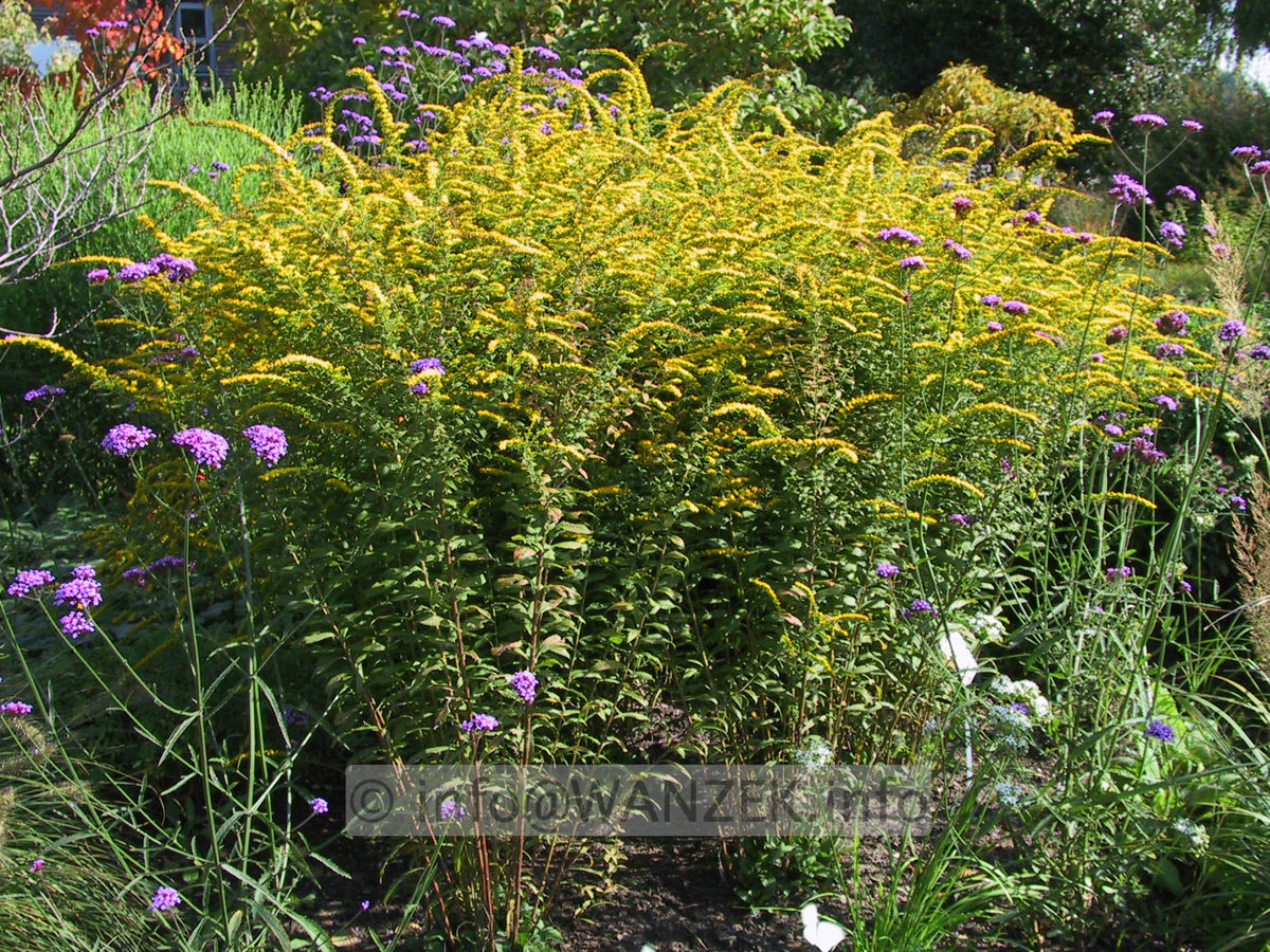 Solidago rugosa Fireworks 01.JPG